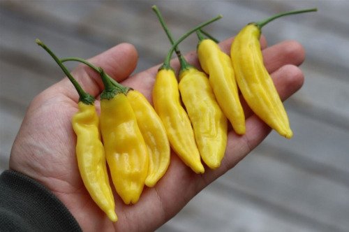 GG88 Lemon Drop Pepper 12 Seeds USA Warehouse