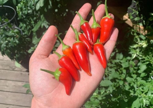GG88 Bleeding Rawit Green Pepper USA Warehouse