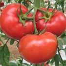 GG88 Ace 55 Tomato 30 Seeds Heirloom Non Gmo USA Warehouse