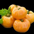 GG88 Kentucky Beefsteak Tomato 15 Seeds USA Warehouse
