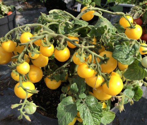 GG88 Yellow Micro Dwarf Sweet Cherry Tomato Vegetable 12 Seeds USA Warehouse
