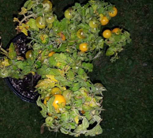 GG88 Monetka Micro Dwarf Tomato 12 Seeds USA Warehouse