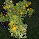 GG88 Monetka Micro Dwarf Tomato 12 Seeds USA Warehouse