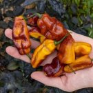 GG88 Rare Pimenta Puma Pepper 12 Seeds Limited Qty USA Warehouse