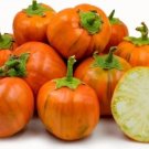 GG88 Turkish Orange Eggplant 12 Seeds USA Warehouse