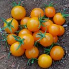 GG88 Golden Cherry Tomato Seeds USA Warehouse