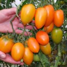 GG88 Orange Banana Tomato 12 Seeds USA Warehouse