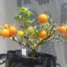 GG88 Little Red Riding Hood Micro Dwarf Tomato 12 Seeds Ship! USA Warehouse