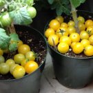 GG88 Rejina Yellow Micro Dwarf Tomato 12 Seeds Ship! USA Warehouse