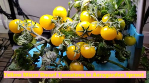 GG88 Yellow Micro Dwarf Tomato 12 Seeds USA Warehouse