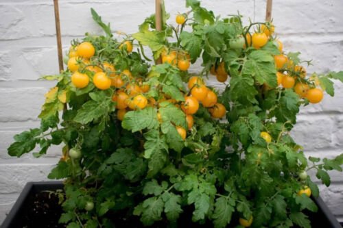 GG88 Hahms Gelbe Micro Dwarf Tomato 12 Seeds Ship! USA Warehouse