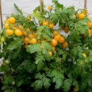 GG88 Hahms Gelbe Micro Dwarf Tomato 12 Seeds Ship! USA Warehouse