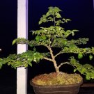 GG88 Chocolate Scotch Bonnet 12 Seeds USA Warehouse