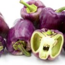 GG88 Purple Bell Pepper Lilac 15 Seeds USA Warehouse