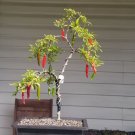 GG88 Chile De Espelette Pepper 12 Seeds From Italy! USA Warehouse