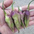 GG88 Jpgs X Bbg7 Dream 12 Seeds USA Warehouse