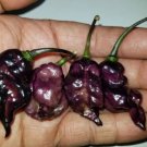 GG88 Leopard Reaper F5 Pepper 12 Seeds USA Warehouse