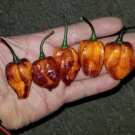 GG88 Pimenta Da Dog Pepper 12 Seeds Rare 2021 USA Warehouse