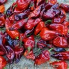 GG88 Naga Smooky Rainbow 12 Seeds USA Warehouse