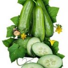 GG88 Ashley Cucumber 15 Seeds Also Have Peppers & Tomatoes Heirloom Non Gmo USA Warehouse