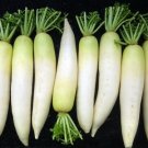 GG88 100 Daikon Radish Seeds Heirloom Non Gmo USA Warehouse