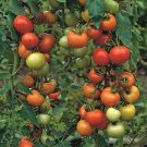 GG88 25 Moneymaker Tomato Seeds, Heirloom,s Usa USA Warehouse