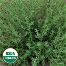 GG88 Common Thyme Organic Herb Heirloom Non Gmo 300Seeds Fragrant- USA Warehouse