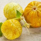 GG88 Lemon Cucumber30 Seedsheirloom Non-Gmo Rare Crispy Sweet USA Warehouse