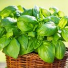 GG88 Basil Seeds Italian Large Leaf 250 Heirloom Non Gmo, Herb Vegetable USA Warehouse