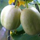 GG88 Cucumber Seeds 15 Organic Crystal Apple Cucumis Sativus Non-Gmo Heirloom USA Warehouse