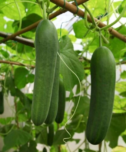 GG88 Cucumber Seeds Double Yield Organic 25 Seeds Heirloom, Non-Gmo, Vegetable USA Warehouse