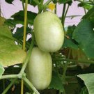GG88 Cucumber Seeds Crystal Apple 25 Organic Non-Gmo Heirloom Vegetable USA Warehouse