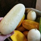 GG88 Cucumber Seeds White Wonder 15 Seeds- Heirloom Non-Gmo Vegetable Variety USA Warehouse