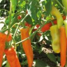 GG88 Hungarian Pepper, Yellow Hot Wax 30 Seeds Non Gmo Heirloom Vegetable USA Warehouse