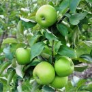GG88 Granny Smith Apple 10 Seeds USA Warehouse