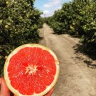 GG88 Rio Red Texas Sweet Grapefruit 10 Seeds USA Warehouse