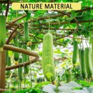 GG88 Luffa Sponge Gourd Loofah 10 Seeds USA Warehouse