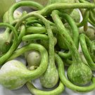 GG88 Dipper Gourd 20 Seeds USA Warehouse