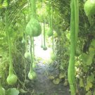 GG88 Dipper Gourd 10 Seeds USA Warehouse