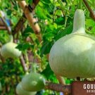 GG88 Bushel Gourd Heirloom Seeds 10 USA Warehouse