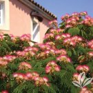 GG88 Mimosa Silk Tree Seeds - 25 Seeds USA Warehouse