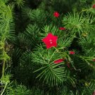 GG88 Cypress Vine Red Untreated 50 Seeds USA Warehouse