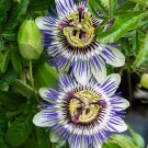 GG88 Passion Flower - Passiflora Incarnata 15 Seeds USA Warehouse
