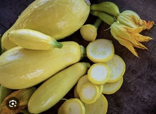 GG88 35 Plus Straightneck Summer Squash Seeds Early Prolific1 Non GMO open Pollinated USA Warehouse