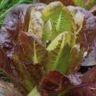 GG88 700 Rouge D'Hiver Romaine Seeds NONE GMO Open Pollinated USA Warehouse