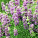 GG88 400 LEMON MINT SEEDS MONARDA CITRIODORA NON GMO Perineal USA Warehouse