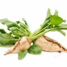 GG88 100 or 150 Sugar Beet Seeds NON GMO Open Pollinated Sweet Tasting Cold Tolerant USA Warehouse