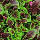 GG88 500 RED GARNET AMARANTH Seeds Non GMO Organic Open Pollinated USA Warehouse