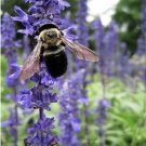 GG88 200 Hyssop Seeds Hyssopus officinalis Medicinal And culinary herb USA Warehouse