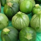 GG88 30 Round Zucchini Summer Squash Non GMO Open Pollinated Organic USA Warehouse